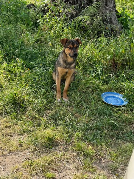 Elly splendida cucciola simil pastore cerca casa  | Foto 1