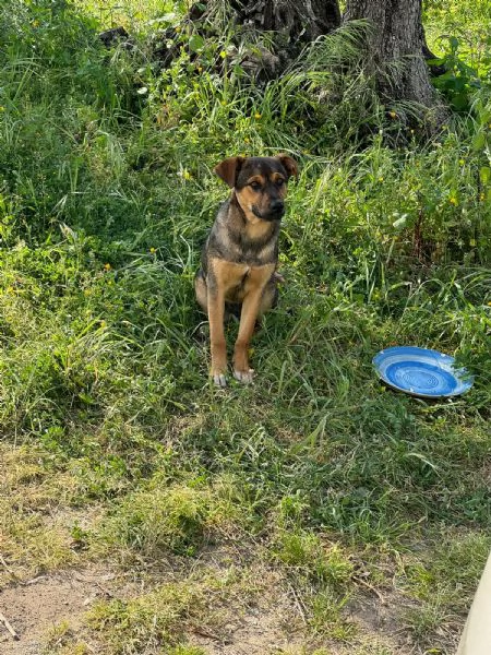 Elly splendida cucciola simil pastore cerca casa  | Foto 0