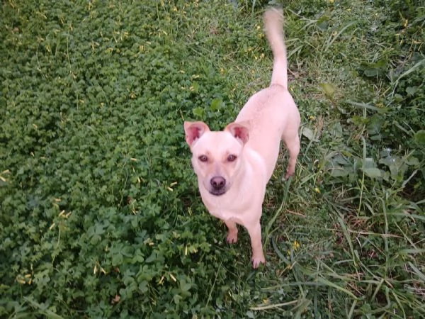 Terry splendida dolce cucciolina cerca casa  | Foto 1