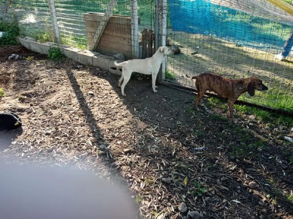 Terry splendida dolce cucciolina cerca casa  | Foto 0