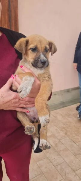 Nelly splendida dolce cucciola cerca casa  | Foto 3