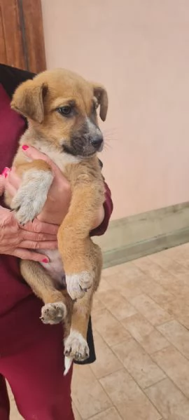 Nelly splendida dolce cucciola cerca casa  | Foto 1