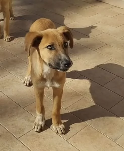 Nelly splendida dolce cucciola cerca casa  | Foto 0