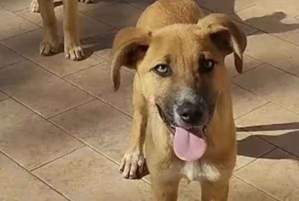 Nelly splendida dolce cucciola cerca casa 