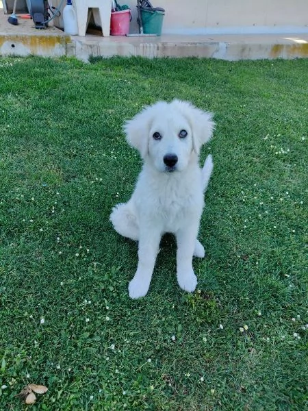 Punch dolce cucciolotto simil maremmano cerca casa  | Foto 3