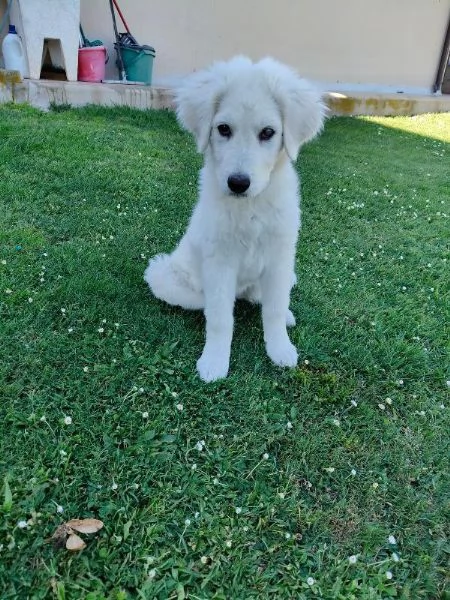 Punch dolce cucciolotto simil maremmano cerca casa  | Foto 1