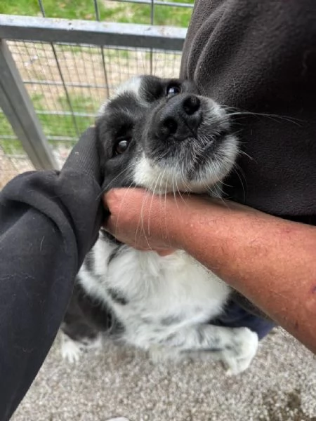 Sam splendido simil Border collie cerca casa  | Foto 4