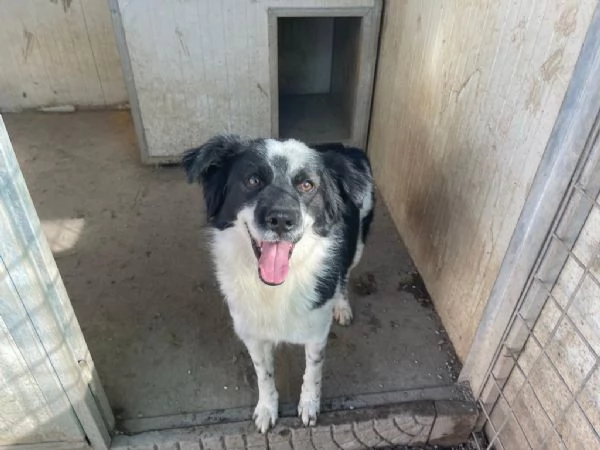 Sam splendido simil Border collie cerca casa  | Foto 3