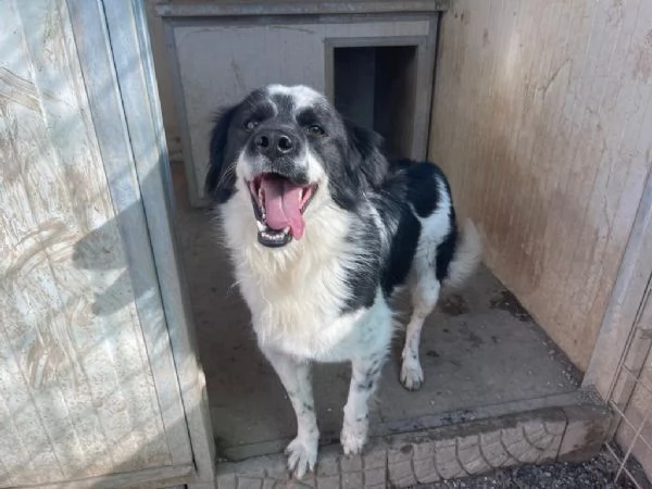 Sam splendido simil Border collie cerca casa  | Foto 1