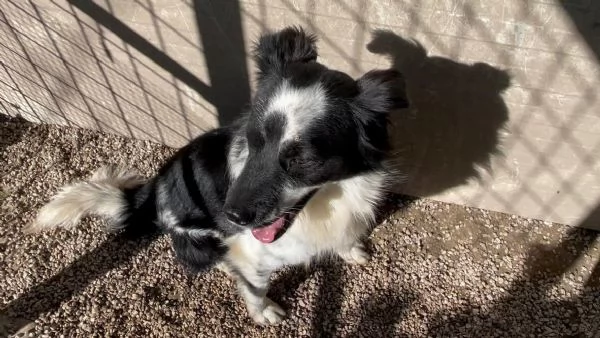Sam splendido simil Border collie cerca casa  | Foto 0