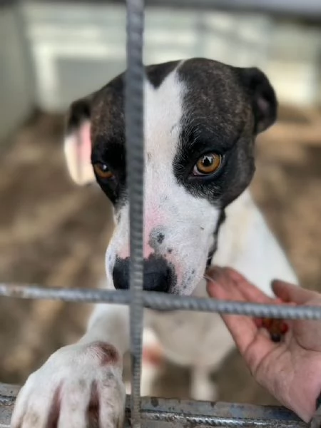 Fiorella splendida simil Amstaff cerca casa  | Foto 3