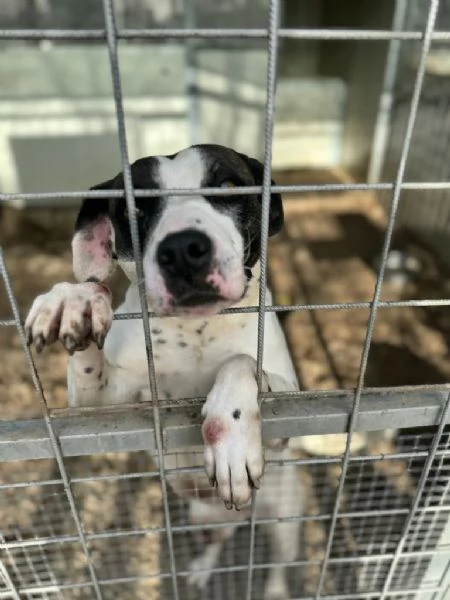 Fiorella splendida simil Amstaff cerca casa  | Foto 2