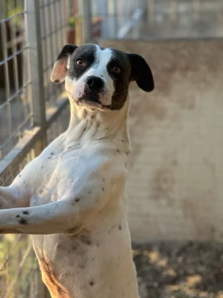 Fiorella splendida simil Amstaff cerca casa  | Foto 1