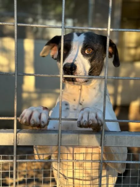 Fiorella splendida simil Amstaff cerca casa 