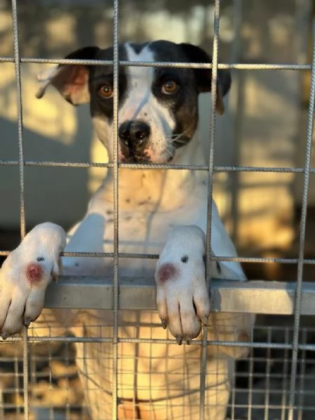 Fiorella splendida simil Amstaff cerca casa  | Foto 0