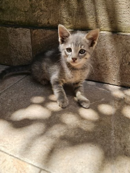 Asso splendido dolce gattino cerca casa  | Foto 4