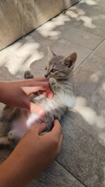 Asso splendido dolce gattino cerca casa  | Foto 3