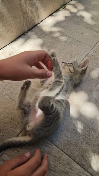 Asso splendido dolce gattino cerca casa  | Foto 2