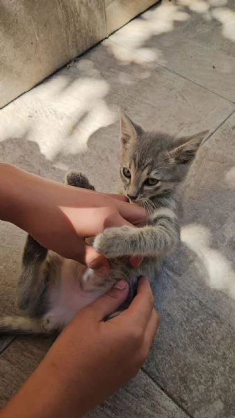 Asso splendido dolce gattino cerca casa  | Foto 1