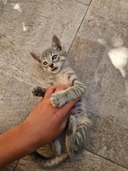 Asso splendido dolce gattino cerca casa  | Foto 0