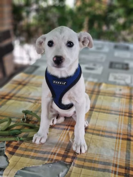 Chicca splendida dolce cucciola cerca casa  | Foto 3