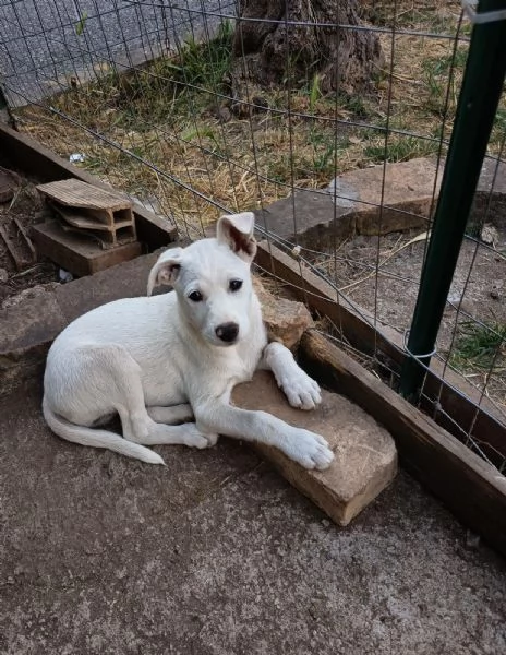 Chicca splendida dolce cucciola cerca casa 