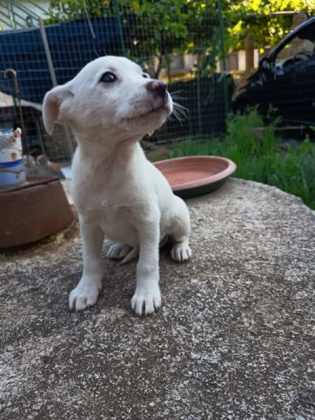 Chicca splendida dolce cucciola cerca casa  | Foto 1