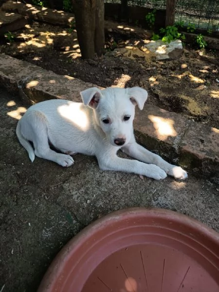 Chicca splendida dolce cucciola cerca casa  | Foto 0