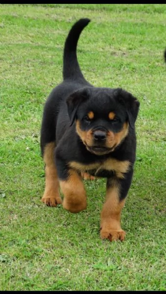 cuccioli di rottweiler maschio e femmina
