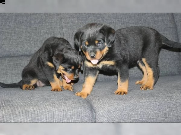 bellissimi cuccioli di rottweiler disponibili per una nuova casa