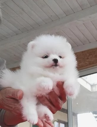 cuccioli volpino pomerania disponibili
