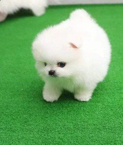 cuccioli volpino pomerania disponibili | Foto 0