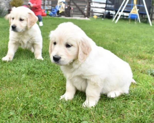 cuccioli italiani di golden retriever | Foto 0