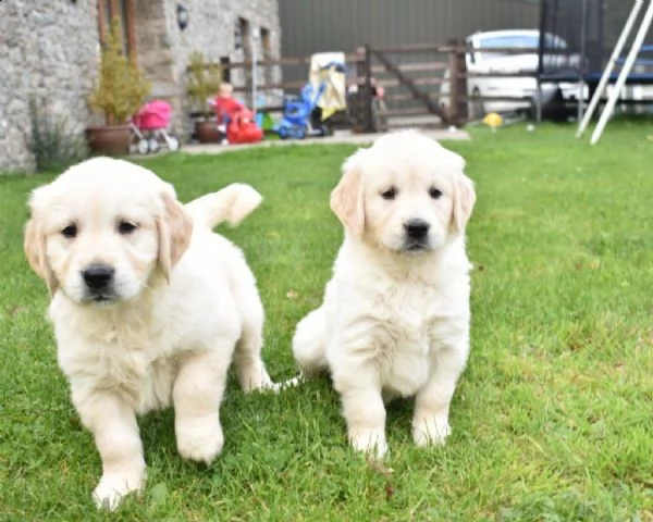 cuccioli italiani di golden retriever