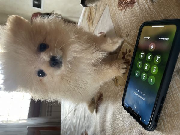 Volpino Spitz Pomerania  | Foto 2