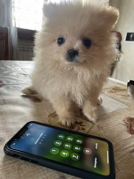Volpino Spitz Pomerania  | Foto 4