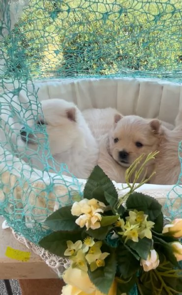 Volpino Spitz Pomerania  | Foto 3