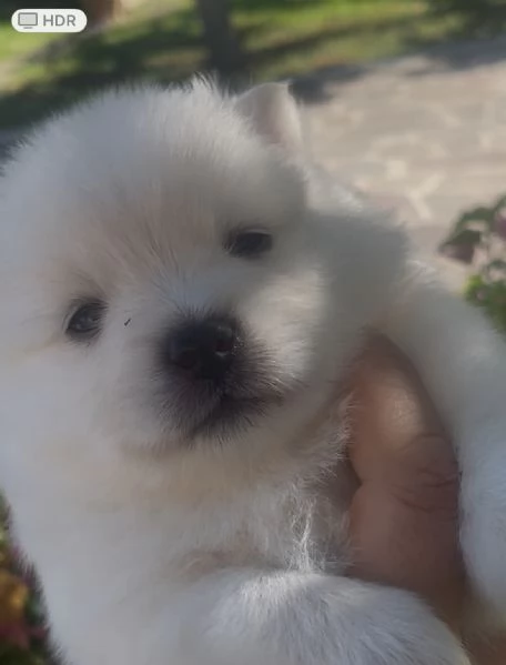 Volpino Spitz Pomerania  | Foto 2