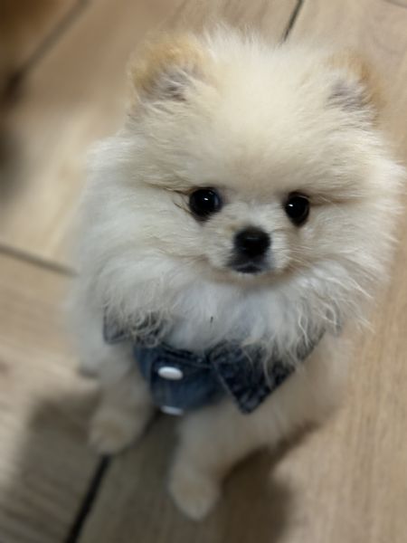 Volpino Spitz Pomerania  | Foto 1