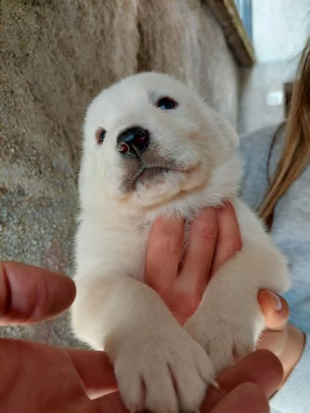 cuccioli nati 2_11_22  | Foto 1
