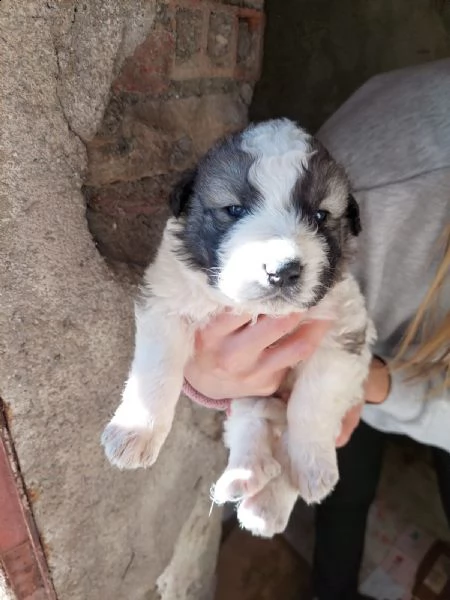 cuccioli nati 2_11_22 