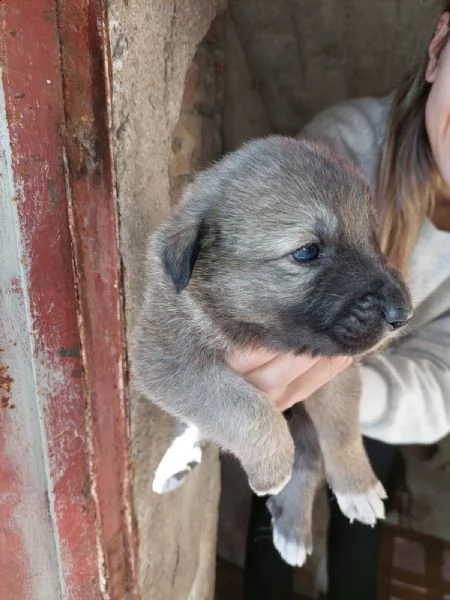 cuccioli nati 2_11_22  | Foto 0