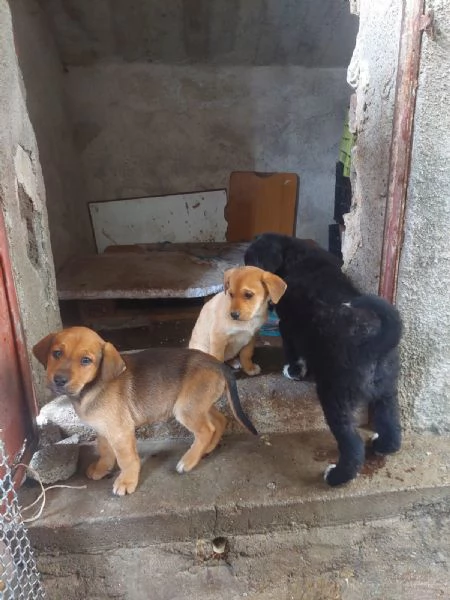 Regalo cuccioli cane incrocio labrador  | Foto 1