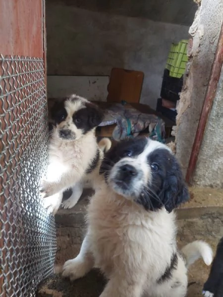 Regalo cuccioli cane incrocio labrador  | Foto 0