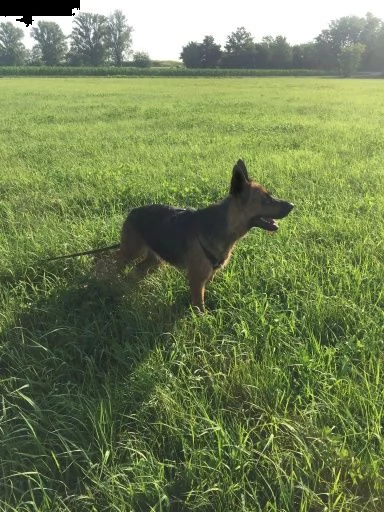 ambra cucciolotta di pastore tedesco cerca casa | Foto 0