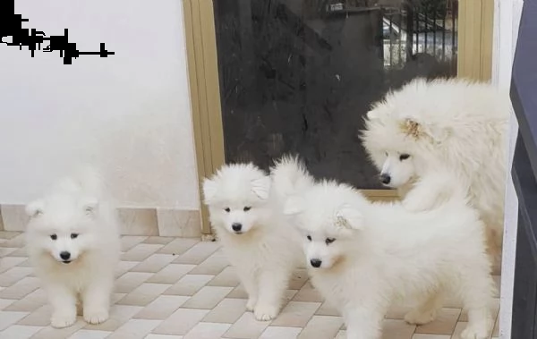 5 splendidi cuccioli di samoiedo  | Foto 2