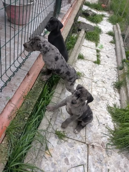 Super cuccioli Alano  | Foto 3