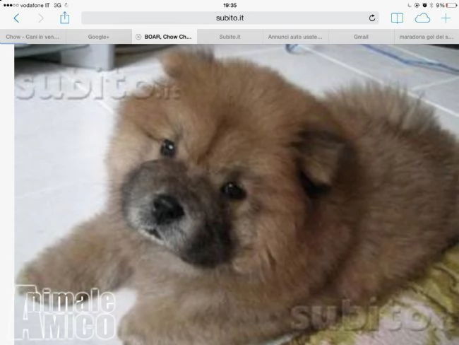 cucciola chow chow