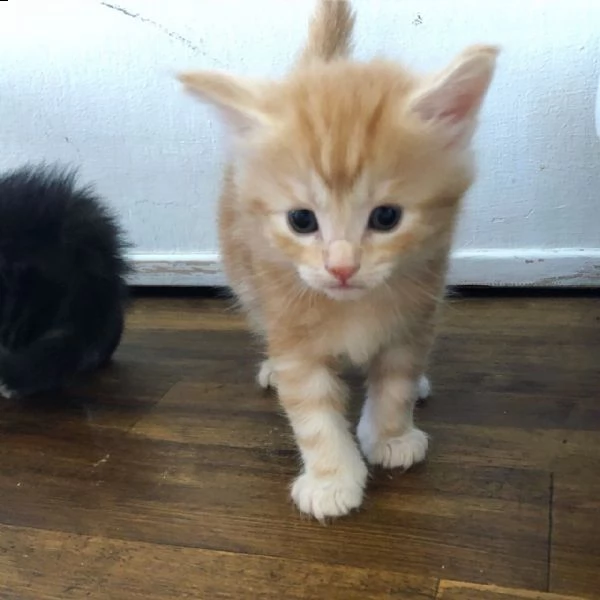 gattini maine coon con pedigree