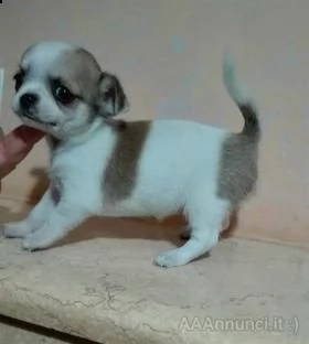  spettacolari cuccioli di chihuahua con pedigree 